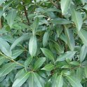 Prunus laurocerasus 'Herbergii' P2A (2)